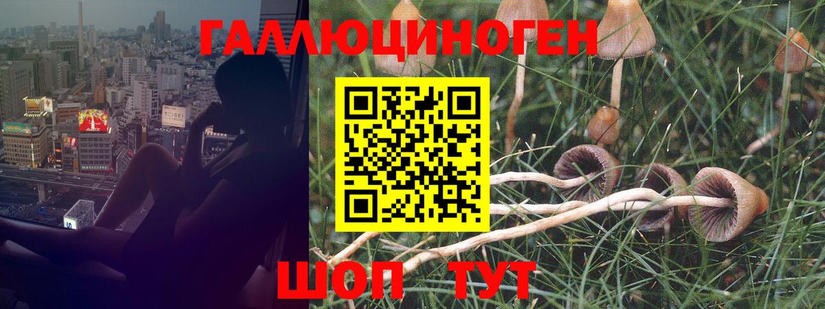 Нерюнгри  Галлюциногенные грибы Cubensis  Вход с VPN 